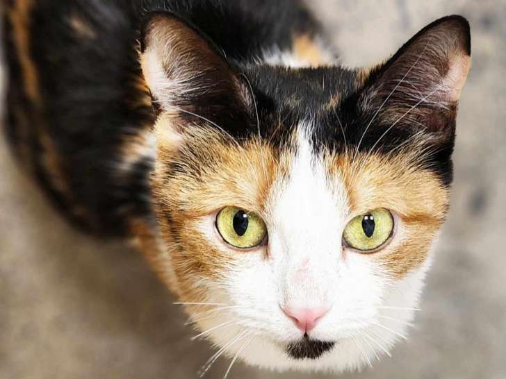 Furry Tales Cat Rescue