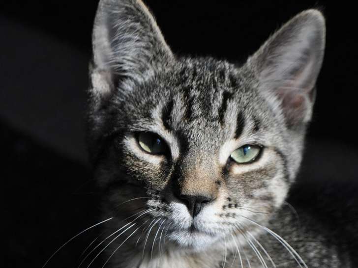 Spay Neuter Kingston Initiative (SNKI)