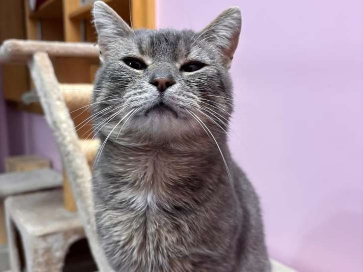 Northern Animals Rescue and Sanctuary