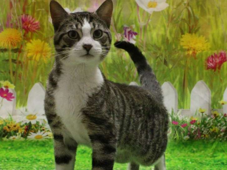 City Animal Services Center