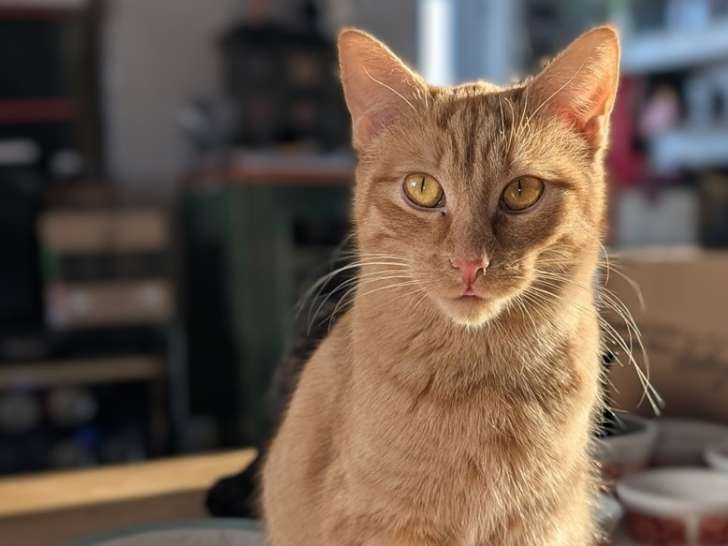Northern Ontario Animal Welfare Society (NOAWS)