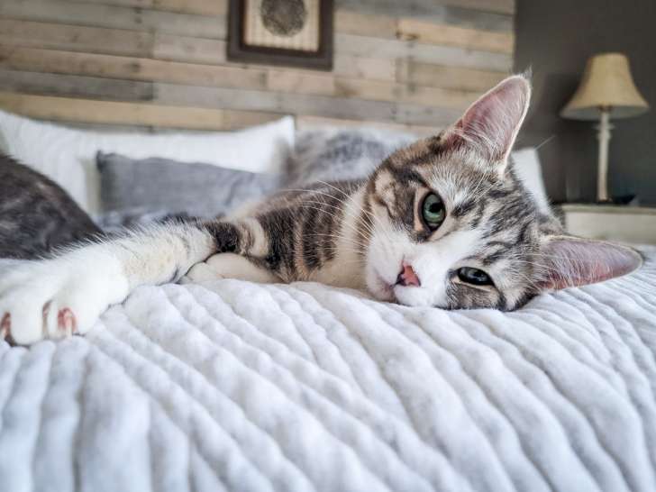 Timmins and District Humane Society