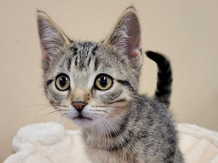 Oxford County Animal Rescue