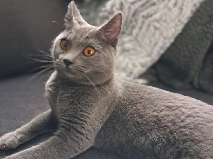 Chatterie de la Villa d'Eliaa