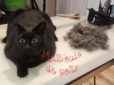 MaB'oule de poils