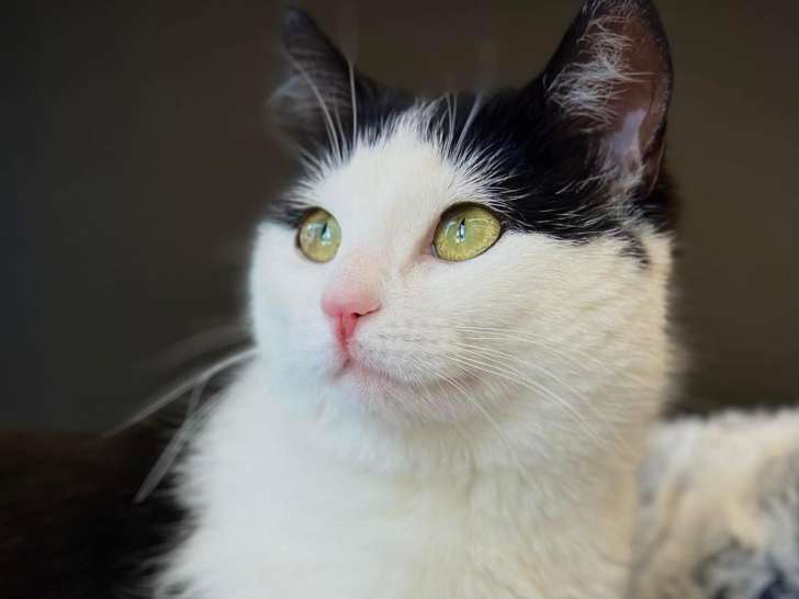 SPCA La Vallée
