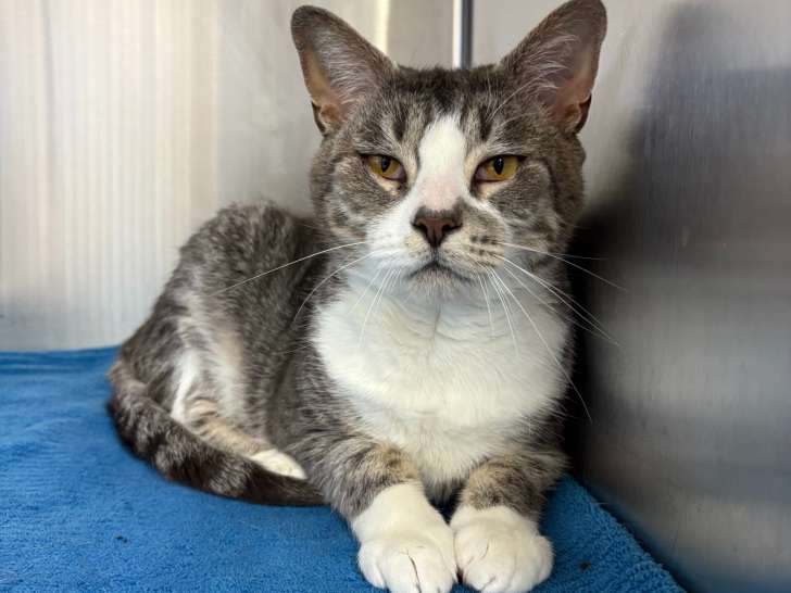 SPCA Saint John