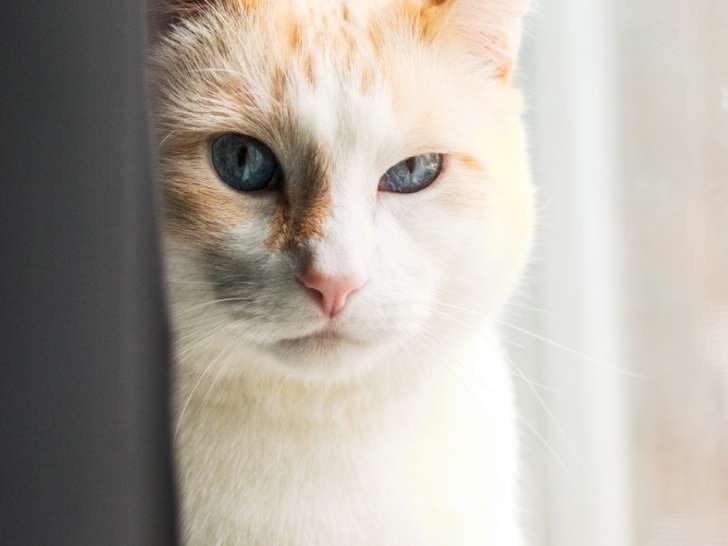 SPCA Fredericton