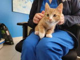 SPCA Fredericton