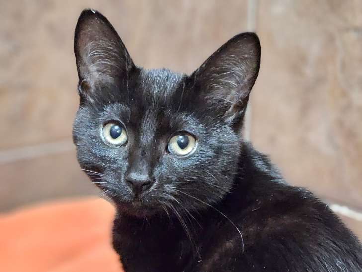 DunRoamin' Stray And Rescue