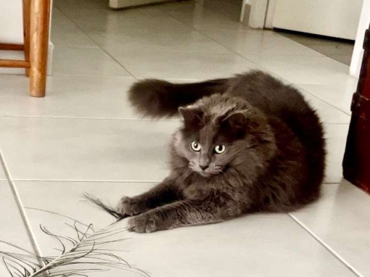 Les Jolies Pattes