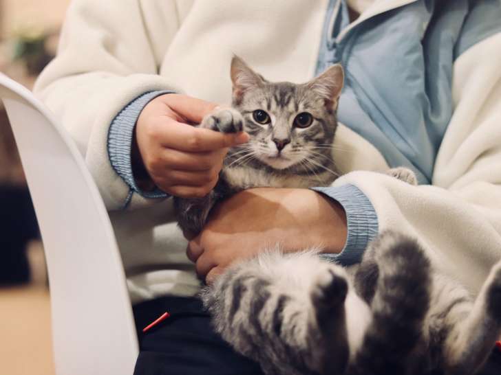 Chelmsford Animal Hospital