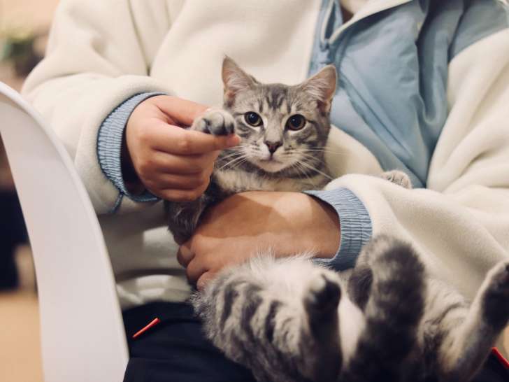 Chelmsford Animal Hospital
