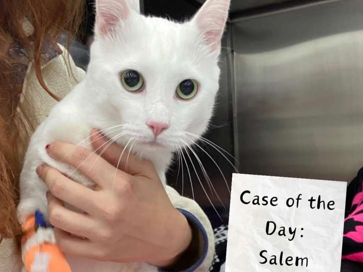 Eagleson Veterinary Clinic