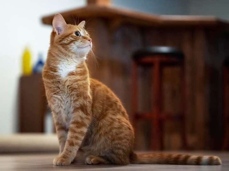 Merivale Cat Hospital
