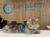 Capital City Specialty & Emergency Animal Hospital
