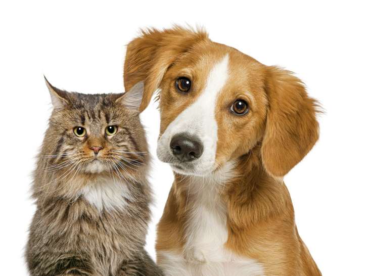 Sims Animal Hospital