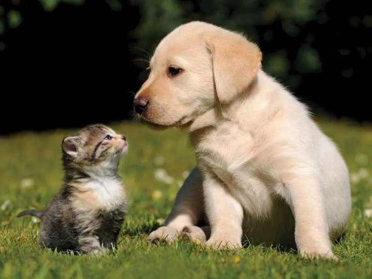 Limestone City Animal Hospital