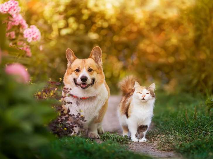 Perth Veterinary Clinic