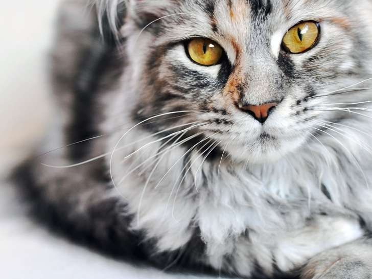 Westport Veterinary Services