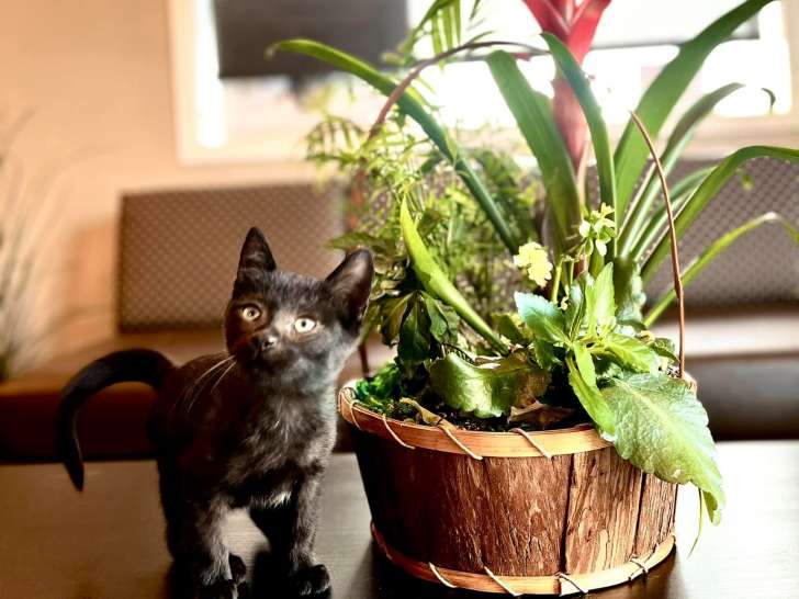 Cat Clinic of Cornwall
