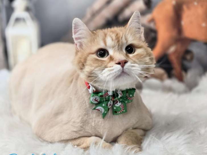 Bubbles n' Bows