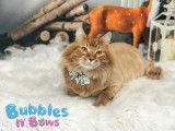 Bubbles n' Bows
