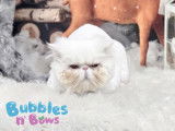 Bubbles n' Bows
