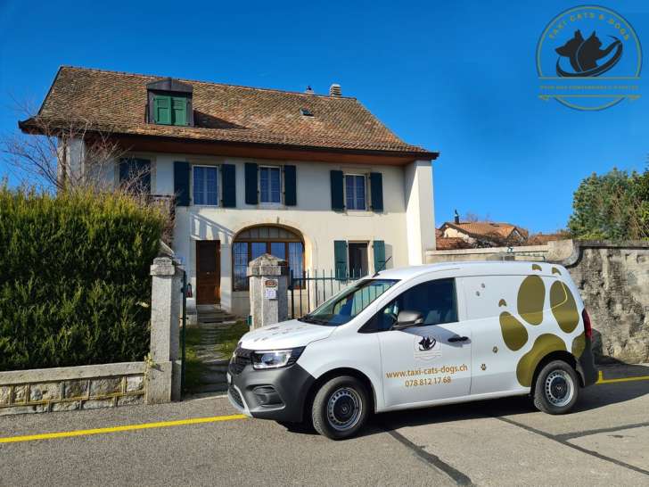 Taxi Cats & Dogs