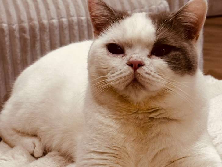 Les Pattes de Velours