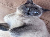 Les Pattes de Velours
