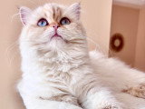 Les Pattes de Velours