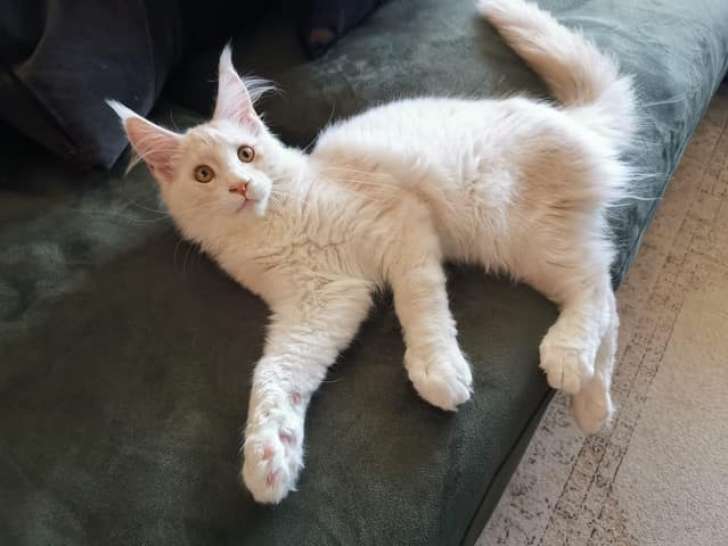Tala Pet's World