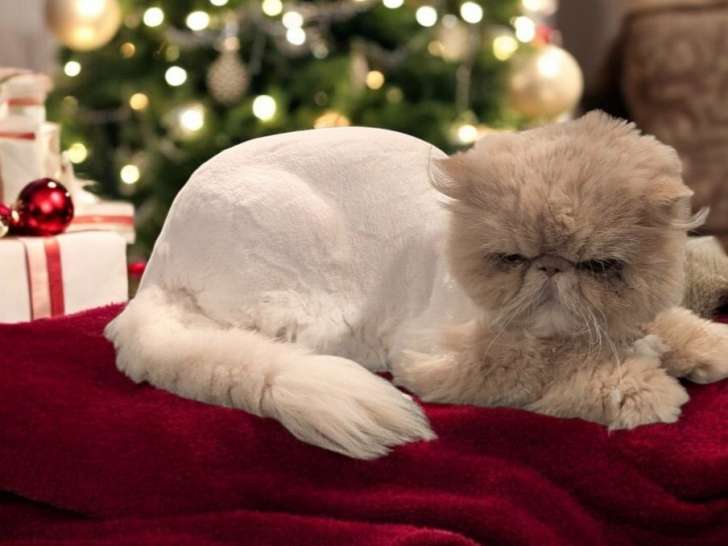 Karen's Home Pet Grooming