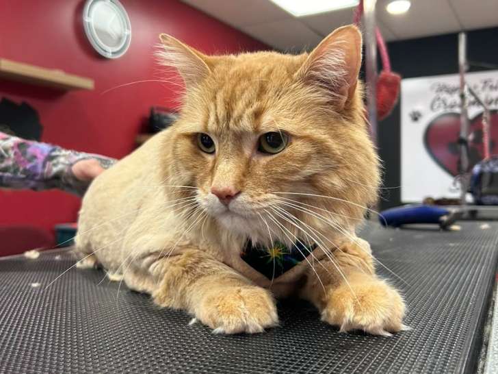 Happy Tails Grooming