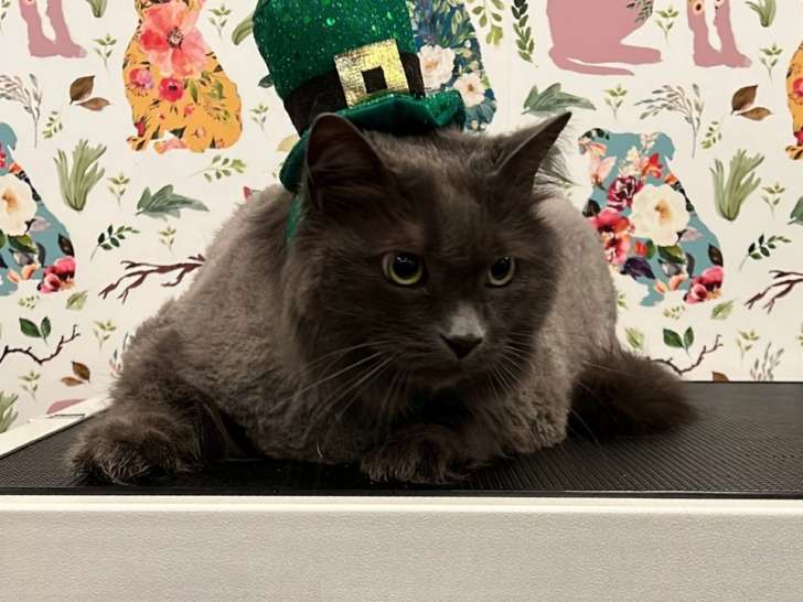 Purrdy Paws Pet Grooming Spa