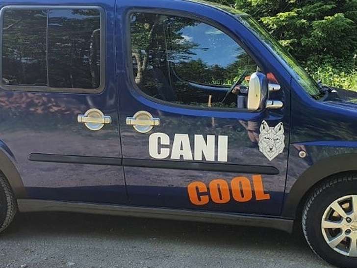 Cani Cool