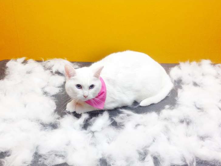 Pawcasso Pet Salon