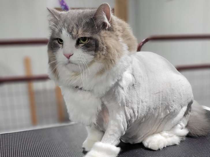 Lyne's Pawtastic Salon