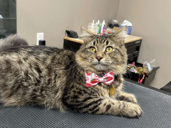 Pet Valu Innes