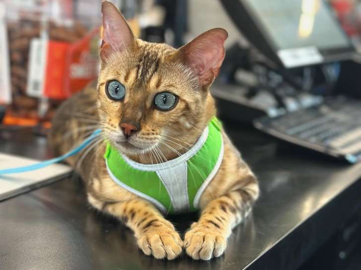 Pet Valu