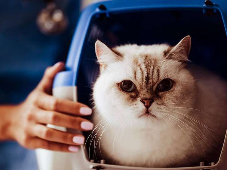 Pet Valu