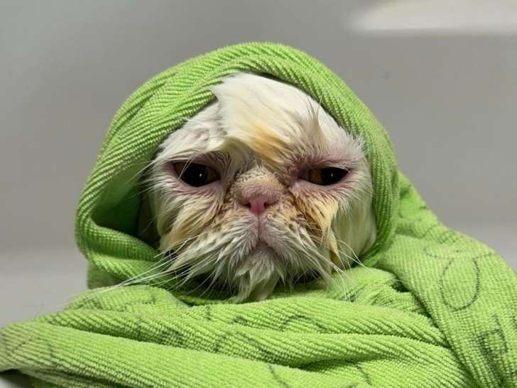 Juju pet grooming