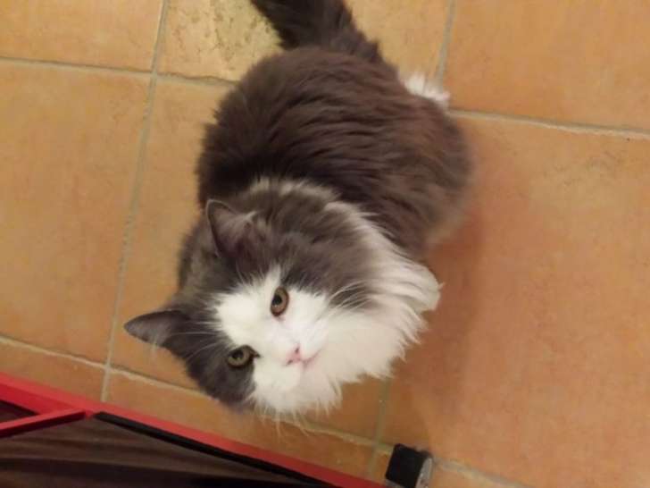 SabCat