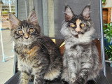 Les Chats d'AymCéli
