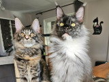 Les Chats d'AymCéli