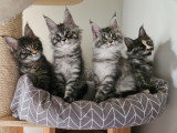 Les Chats d'AymCéli