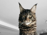 Les Chats d'AymCéli