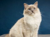 Ragdoll Camargue