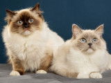 Ragdoll Camargue